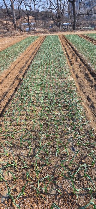 최경재 님의 마늘 · 영농일지 작성글 사진