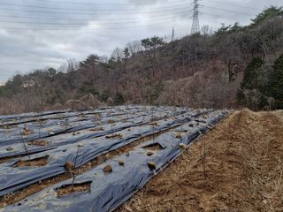 텃밭농사초보님의 고구마 · 영농일지 작성글 사진