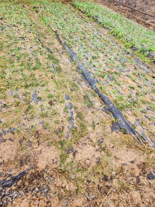 최상길 님의 마늘 · 영농일지 작성글 사진