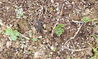 부천역곡 정병호님의 기타작물 · 영농일지 작성글 사진