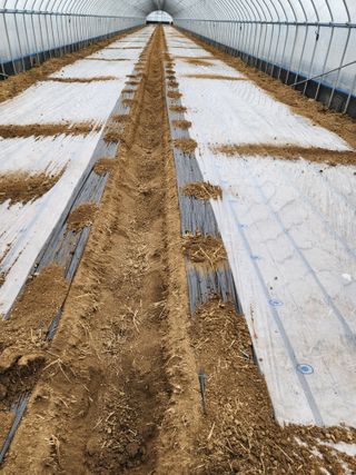 김저팔계님의 기타작물 · 영농일지 작성글 사진