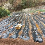 팜모닝 감자·영농일지 게시글 이미지