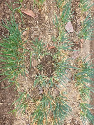 정귀원님의 기타작물 · 영농일지 작성글 사진