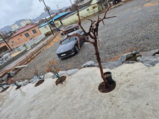 송명식님의 기타작물 · 영농일지 작성글 사진