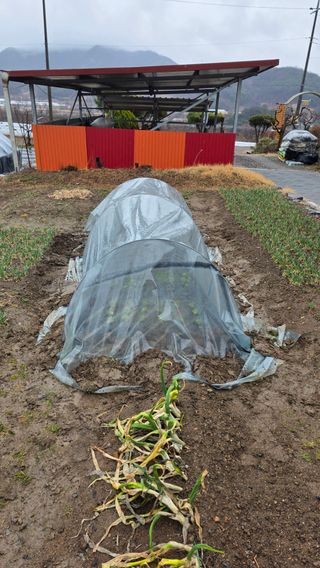 가야산아래촌농님의 기타작물 · 영농일지 작성글 사진