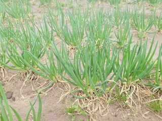 한경훈님의 기타작물 · 영농일지 작성글 사진