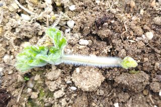 부천역곡 정병호님의 기타작물 · 영농일지 작성글 사진