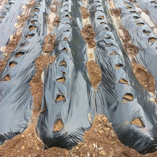 김건우님의 감자 · 영농일지 작성글 사진