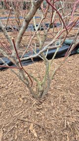 팜모닝 블루베리·영농일지 게시글 이미지