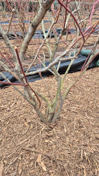 김기자(흰구름농원)님의 블루베리 · 영농일지 작성글 사진