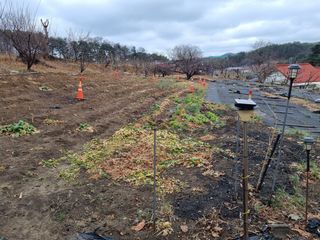 박용덕님의 기타작물 · 영농일지 작성글 사진