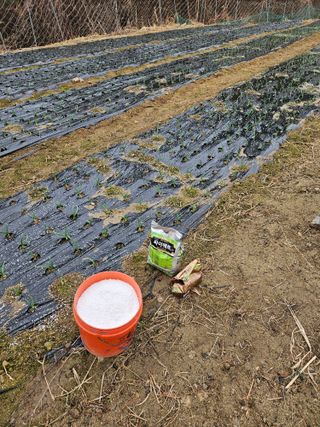 감7768님의 마늘 · 영농일지 작성글 사진