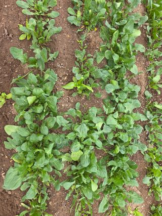 정귀원님의 기타작물 · 영농일지 작성글 사진