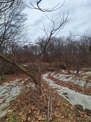 길도님의 감 · 영농일지 작성글 사진