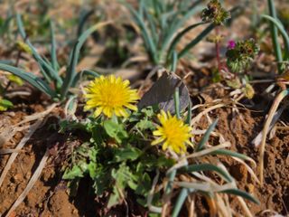 한병훈님의 마늘 · 영농일지 작성글 사진