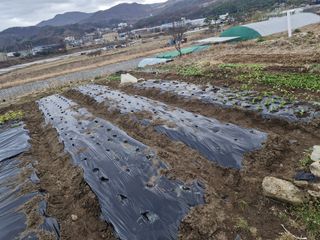 텃밭농사초보님의 고구마 · 영농일지 작성글 사진