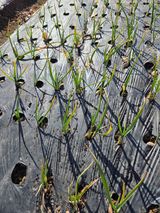 팜모닝 마늘·영농일지 게시글 이미지