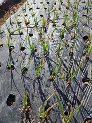 백현호님의 마늘 · 영농일지 작성글 사진