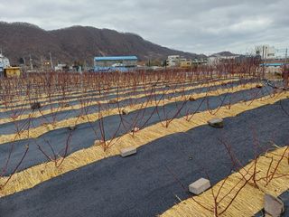 최정윤님의 딸기 · 영농일지 작성글 사진