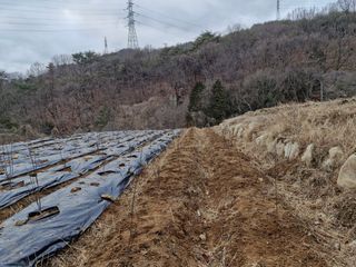 텃밭농사초보님의 고구마 · 영농일지 작성글 사진