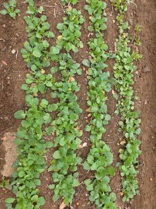 정귀원님의 기타작물 · 영농일지 작성글 사진