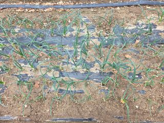 정귀원님의 기타작물 · 영농일지 작성글 사진