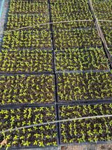 팜모닝 고추·영농일지 게시글 이미지