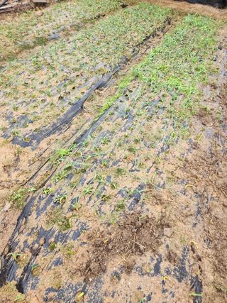 최상길 님의 마늘 · 영농일지 작성글 사진