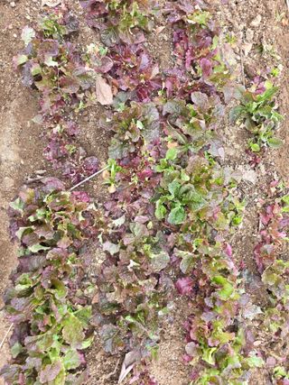 정귀원님의 기타작물 · 영농일지 작성글 사진