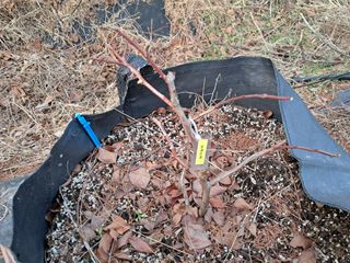 주일현님의 블루베리 · 영농일지 작성글 사진