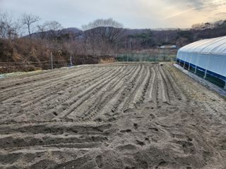 주말농장님의 마늘 · 영농일지 작성글 사진
