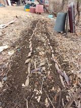 팜모닝 고구마·영농일지 게시글 이미지