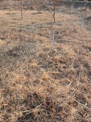 김윤철님의 기타작물 · 영농일지 작성글 사진