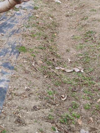 박상현님의 사과 · 영농일지 작성글 사진