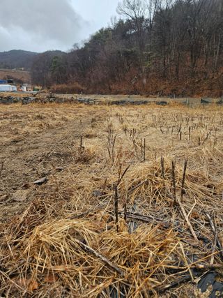 드라곤해드님의 참깨 · 영농일지 작성글 사진