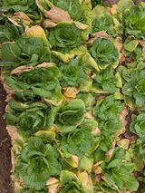 팜모닝 기타작물·영농일지 게시글 이미지