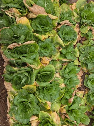 정귀원님의 기타작물 · 영농일지 작성글 사진