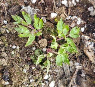 부천역곡 정병호님의 기타작물 · 영농일지 작성글 사진