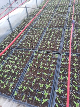 탕정농민님의 고추 · 영농일지 작성글 사진