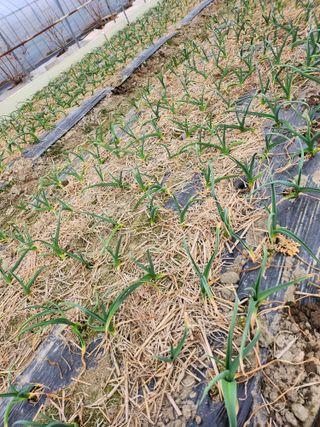 쫀쫀이할머니님의 마늘 · 영농일지 작성글 사진