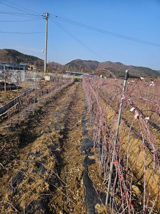 류대균님의 기타작물 · 영농일지 작성글 사진