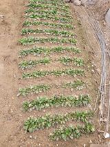 알렉산더님의 작성글 사진