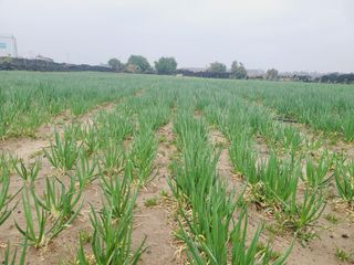 한경훈님의 기타작물 · 영농일지 작성글 사진