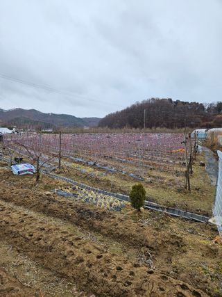류대균님의 기타작물 · 영농일지 작성글 사진