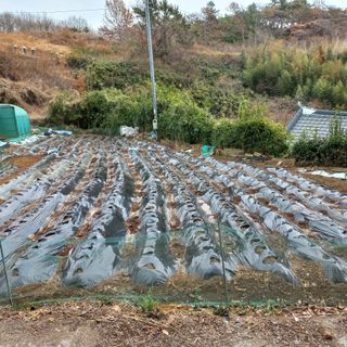 김건우님의 감자 · 영농일지 작성글 사진