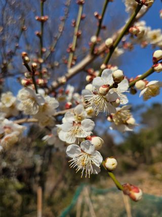 한병훈님의 마늘 · 영농일지 작성글 사진
