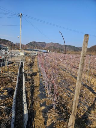 류대균님의 기타작물 · 영농일지 작성글 사진