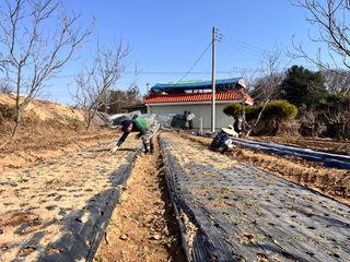 솔안농부님의 감자 · 영농일지 작성글 사진