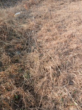 김윤철님의 기타작물 · 영농일지 작성글 사진