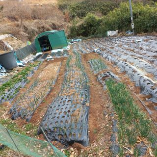 김건우님의 감자 · 영농일지 작성글 사진